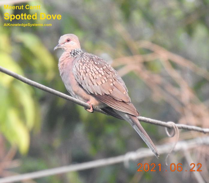 Dove Spotted (10) Coming Soon